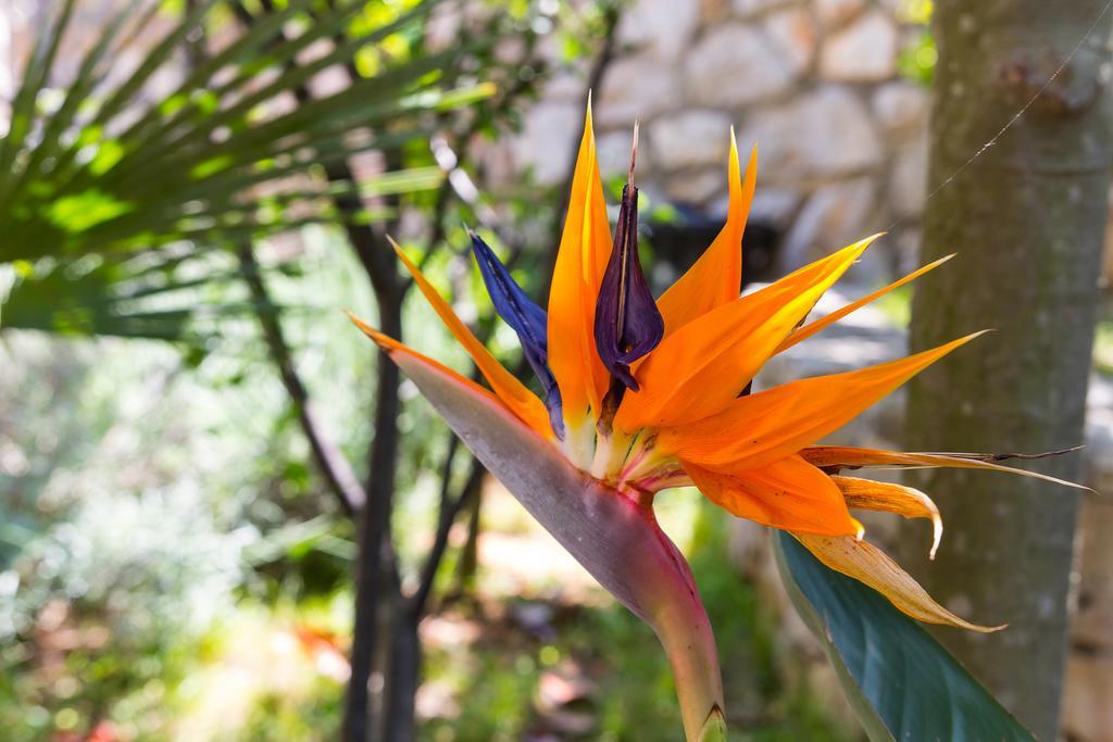 Veli Lošinj Villa Alma المظهر الخارجي الصورة